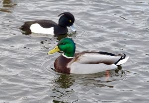 Palacio de Charlottenburg, Residencia de los Reyes de Prusia | Yo de Viajes