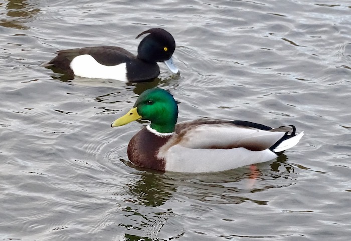 Palacio de Charlottenburg, Residencia de los Reyes de Prusia | Yo de Viajes